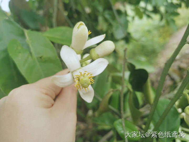 蜜桃微熟，清香软萌。_植物