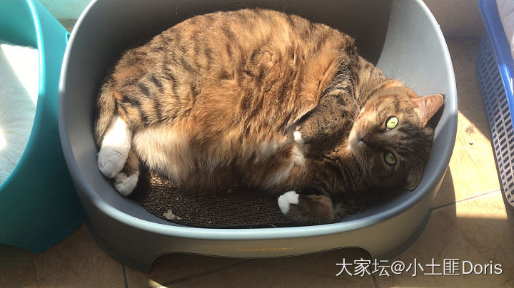 强制减肥一个月，一两都没瘦，这可怎么办呦_猫