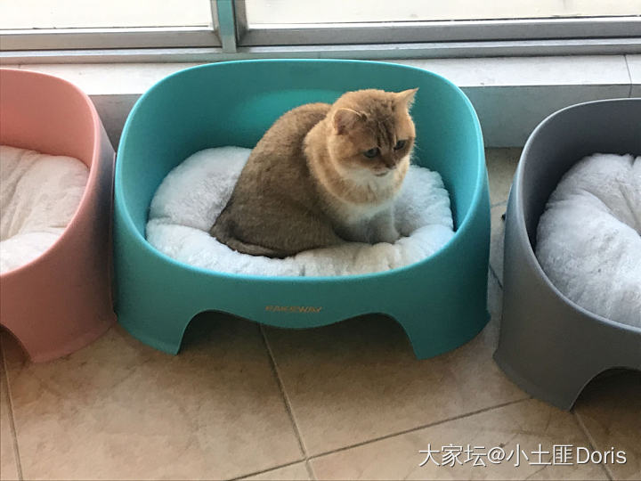 强制减肥一个月，一两都没瘦，这可怎么办呦_猫