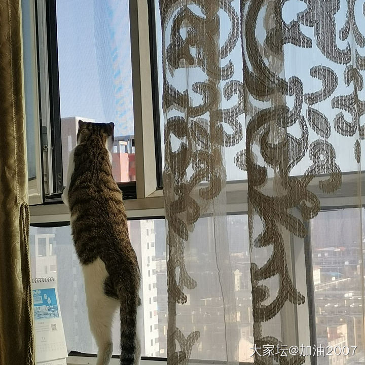 想出去玩_猫