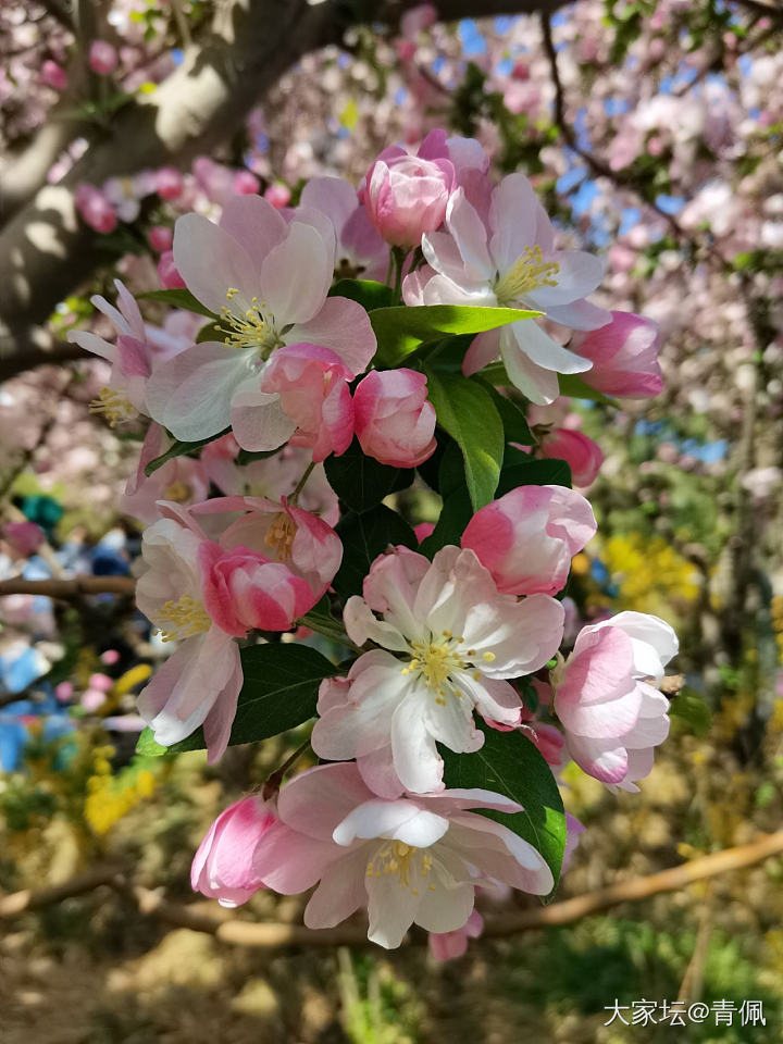 春日迟迟不舍归_北京闲聊景色