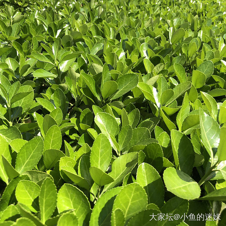 小区里的春天