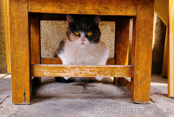 你咋怀孕了呢_宠物猫