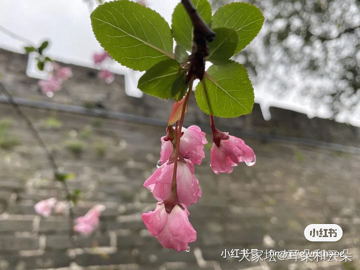 最美人间四月天，某书里辛丑年的樱花正开🌸