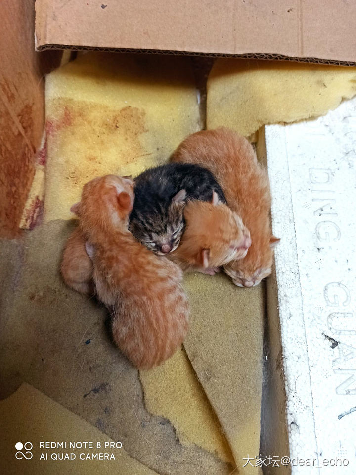 猫妈妈在仓库里生了四只小猫咪，三只黄色一只黑色，好可爱，小猫咪眼睛都没睁开。猫妈...
