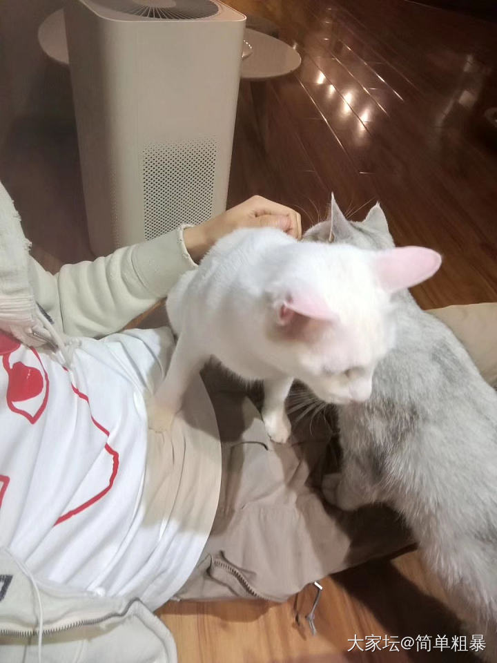 喵！谁又没撸过喵呢？