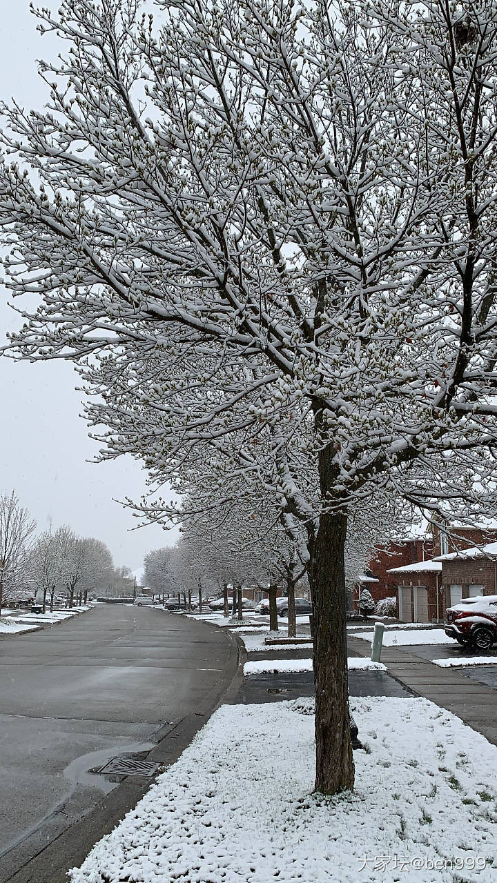 一夜飞雪至，四月，这么一场春雪还是很让人很是欢喜的_景色