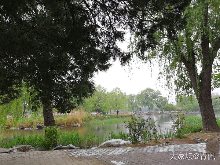 今日公园，烟雨江南的感觉
一大早冒雨去走了两小时，北方的雨很少，偶尔淋一下，还别...