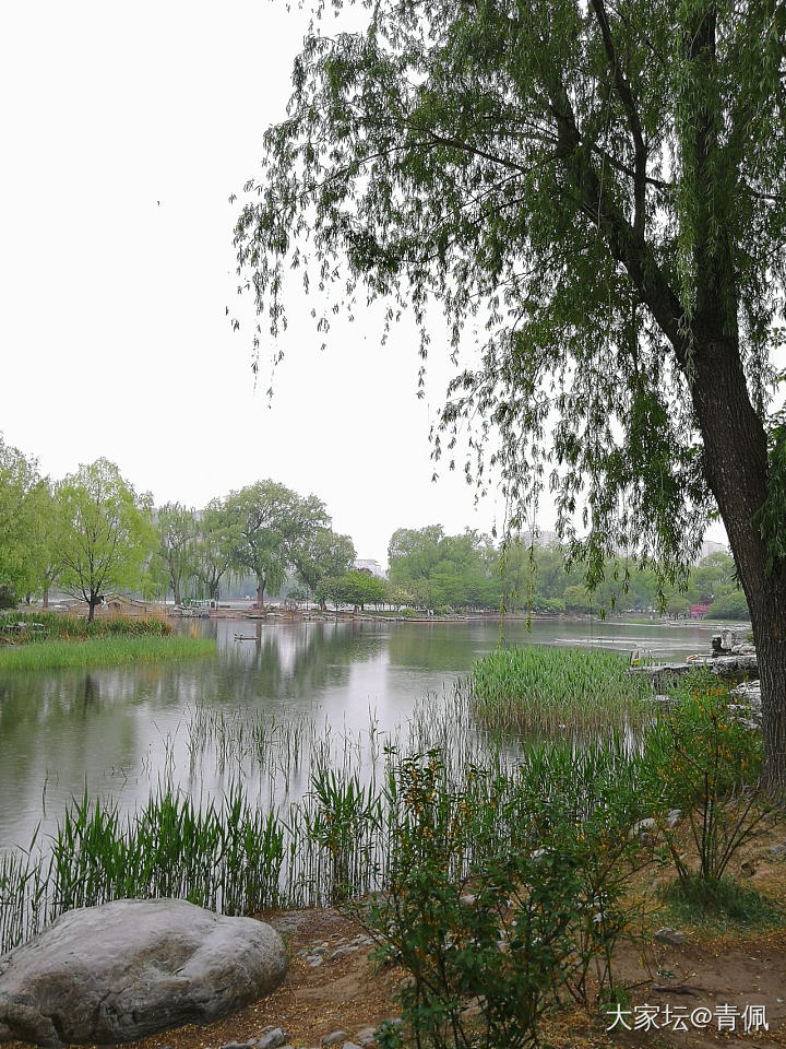 今日公园，烟雨江南的感觉
一大早冒雨去走了两小时，北方的雨很少，偶尔淋一下，还别...