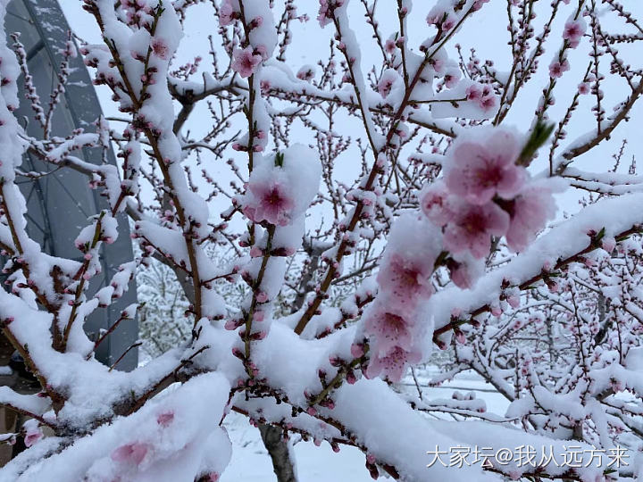 一夜飞雪至，四月，这么一场春雪还是很让人很是欢喜的_景色