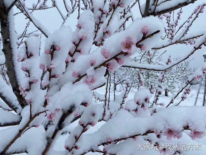 一夜飞雪至，四月，这么一场春雪还是很让人很是欢喜的_景色