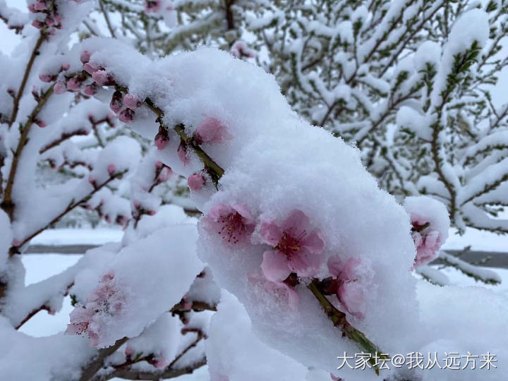 一夜飞雪至，四月，这么一场春雪还是很让人很是欢喜的_景色