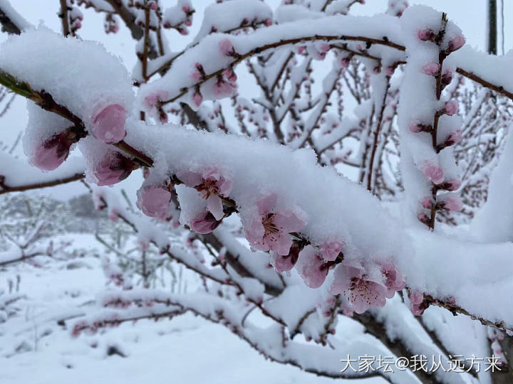 一夜飞雪至，四月，这么一场春雪还是很让人很是欢喜的_景色