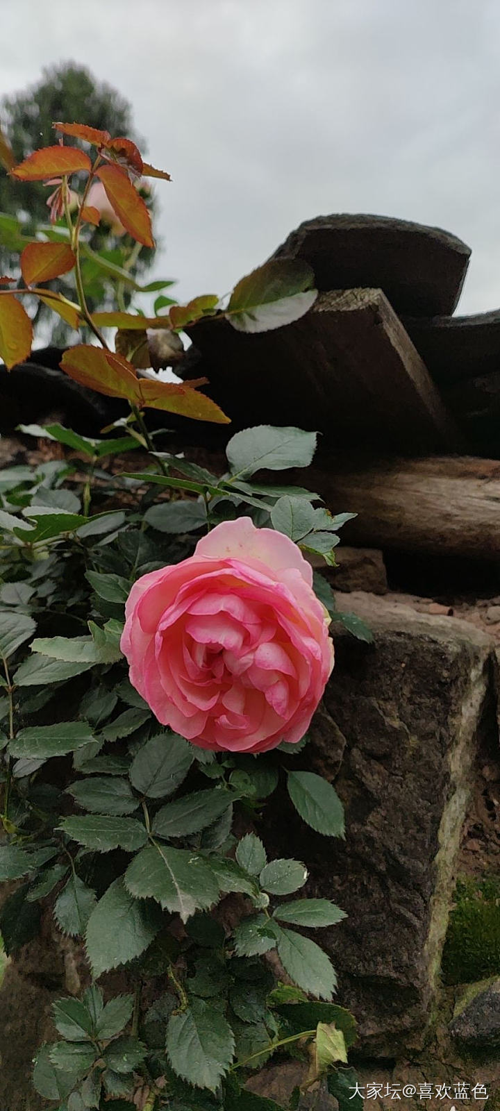 正是一年好春光_植物