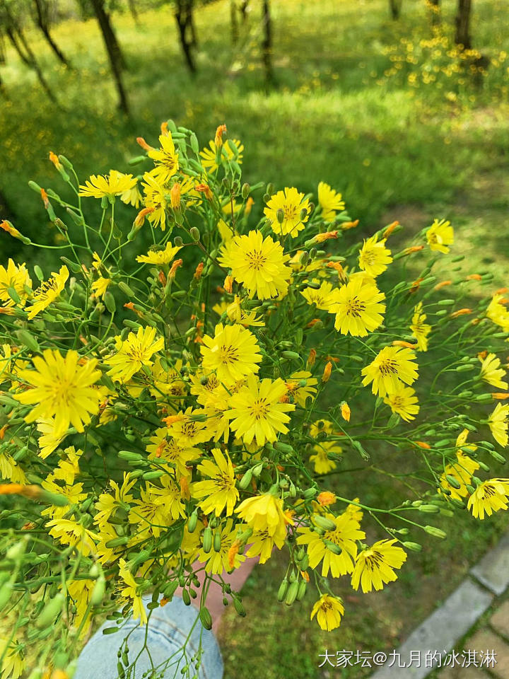 正是一年好春光_植物