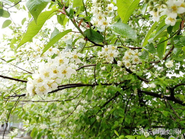 春雨_珠串菩提子