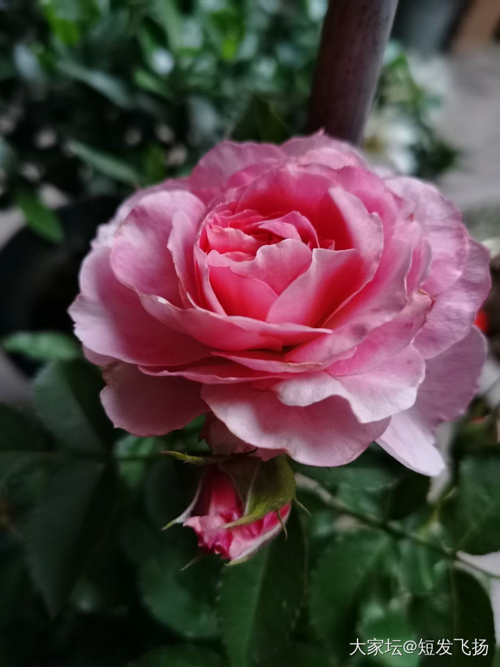 玖瑰又开花了