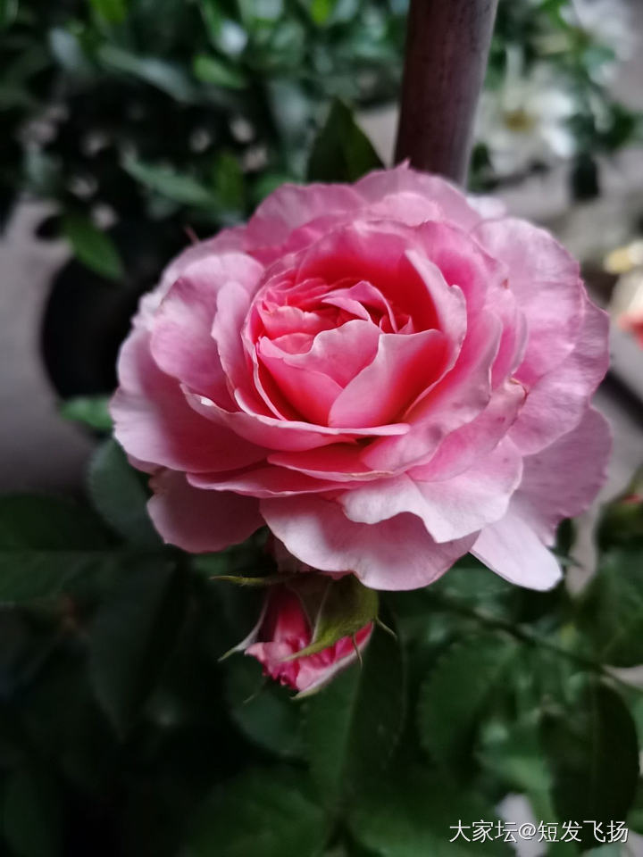 玖瑰又开花了