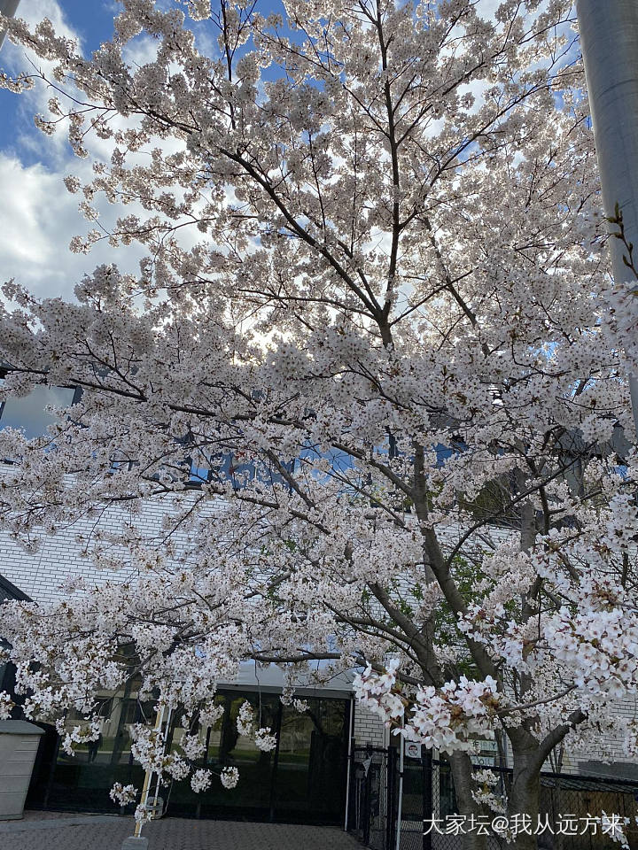 打卡网红樱花_景色