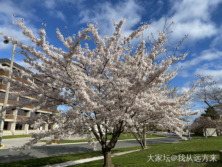 打卡网红樱花_景色