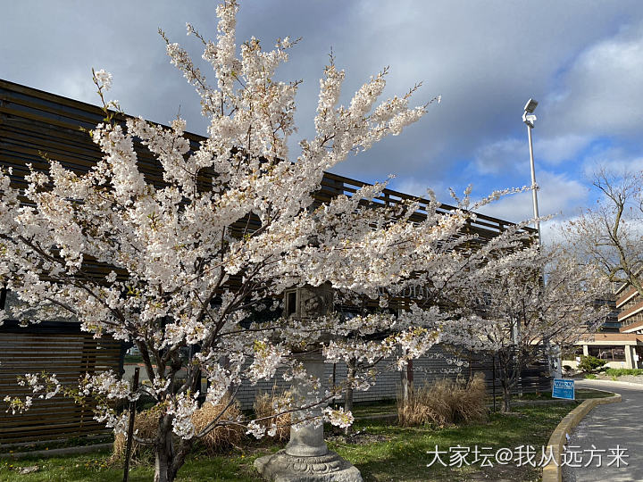 打卡网红樱花_景色