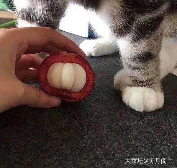 可爱的小毛手_猫