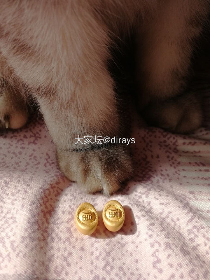 可爱的小毛手_猫