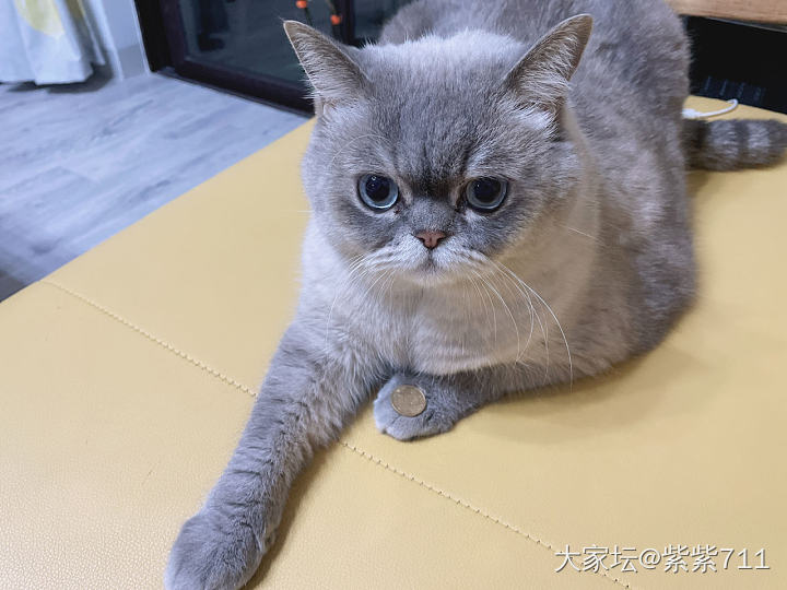 可爱的小毛手_猫