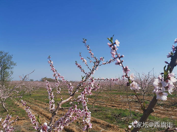 拥挤的五一
在奶奶家帮忙干农活。然后爬山挖野菜，什么也没挖到，偶然捡了几颗羊肚菌..._食材大家谈