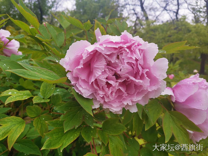 拥挤的五一
在奶奶家帮忙干农活。然后爬山挖野菜，什么也没挖到，偶然捡了几颗羊肚菌..._食材大家谈