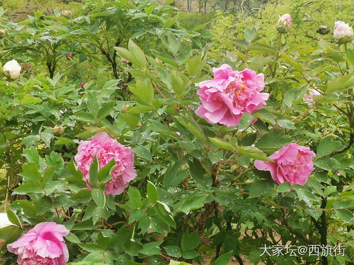 拥挤的五一
在奶奶家帮忙干农活。然后爬山挖野菜，什么也没挖到，偶然捡了几颗羊肚菌..._食材大家谈