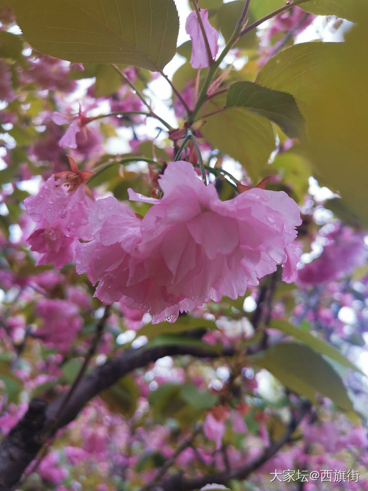 拥挤的五一
在奶奶家帮忙干农活。然后爬山挖野菜，什么也没挖到，偶然捡了几颗羊肚菌..._食材大家谈