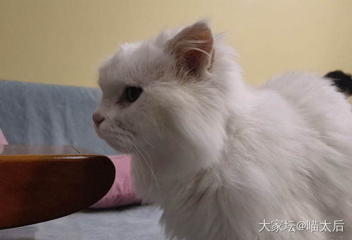 贝贝，你的毛毛呢_猫