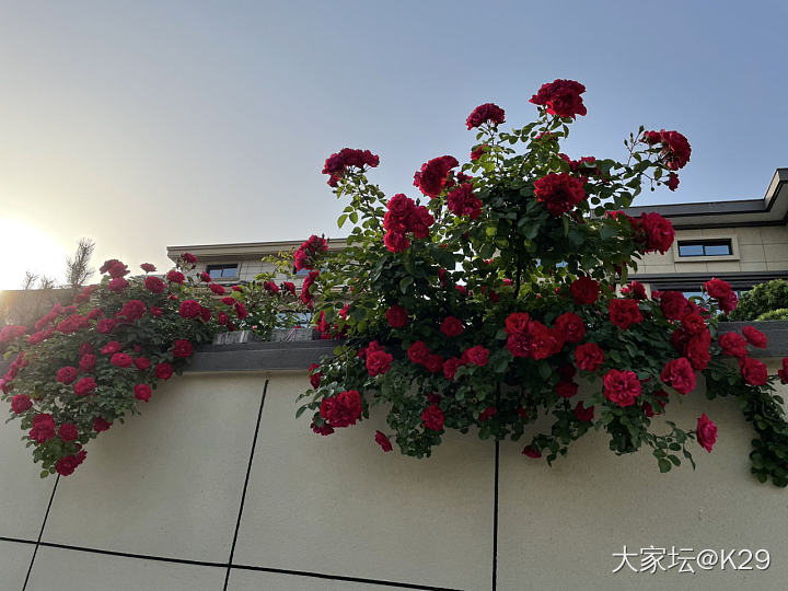 喜欢花花草草，天气好的时候格外好看。