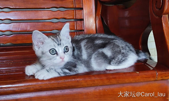 捡了一只猫，不知道啥品种，求问！_猫宠物