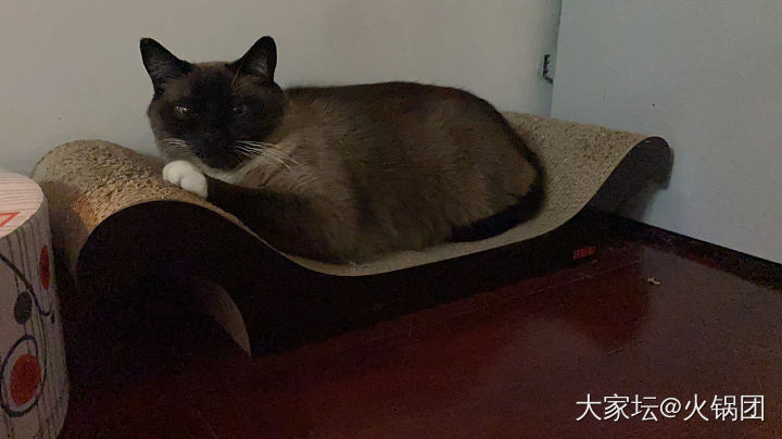 可爱的小毛手_猫