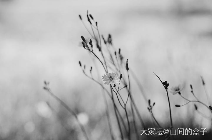 撸猫耽误撸串，差点忘了老夫还喜欢拍照_摄影