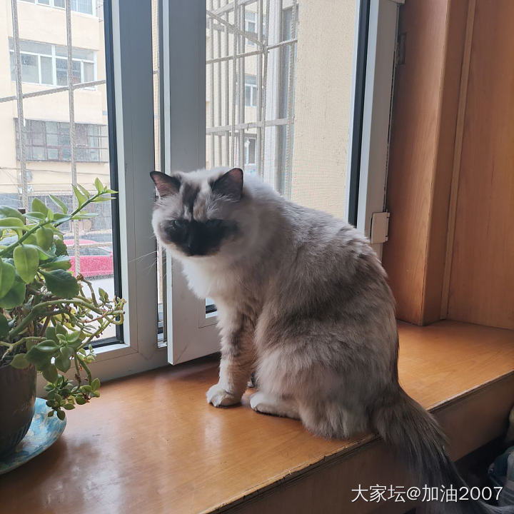 这难道就是布偶？_猫