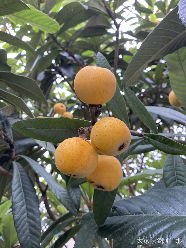 初夏水果第一弹，苏州东山白玉枇杷_水果