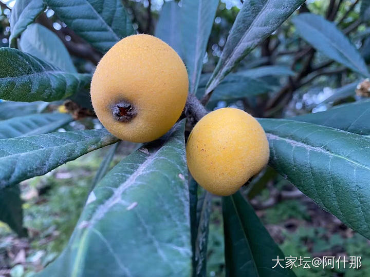 初夏水果第一弹，苏州东山白玉枇杷_水果