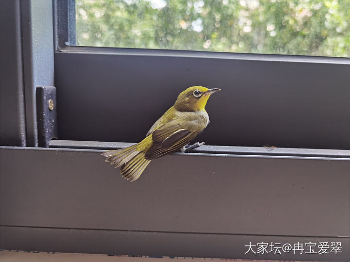 家里飞来一只鸟哦
也不知道是啥鸟。看着还蛮小
娃说它好可怜。把它放走 让它找妈妈去