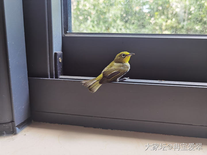 家里飞来一只鸟哦
也不知道是啥鸟。看着还蛮小
娃说它好可怜。把它放走 让它找妈妈去