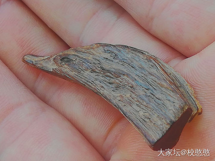 鹬蚌相争~