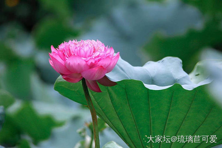 这种荷花很少见，但生长在我身边。😎