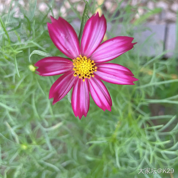 格桑花开了_花闲聊