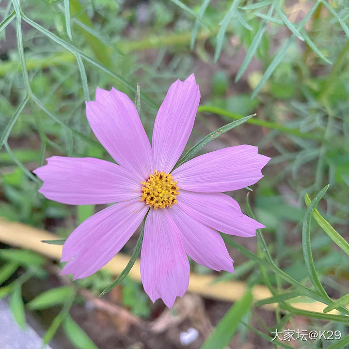 格桑花开了_花闲聊