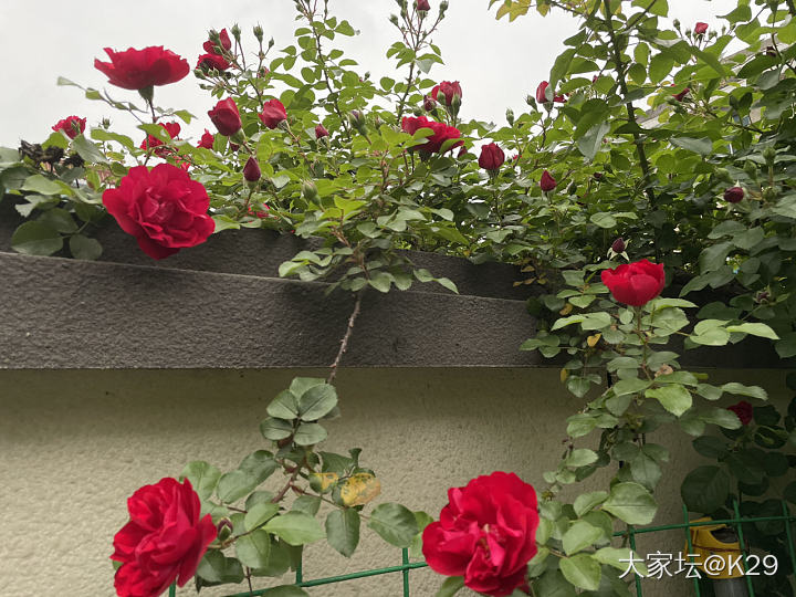 喜欢花花草草…_花