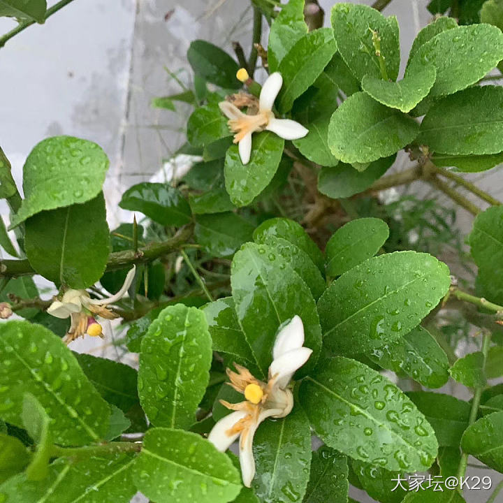 喜欢花花草草…_花