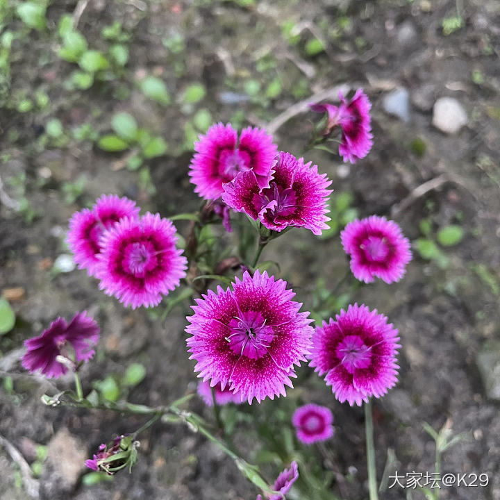 喜欢花花草草…_花