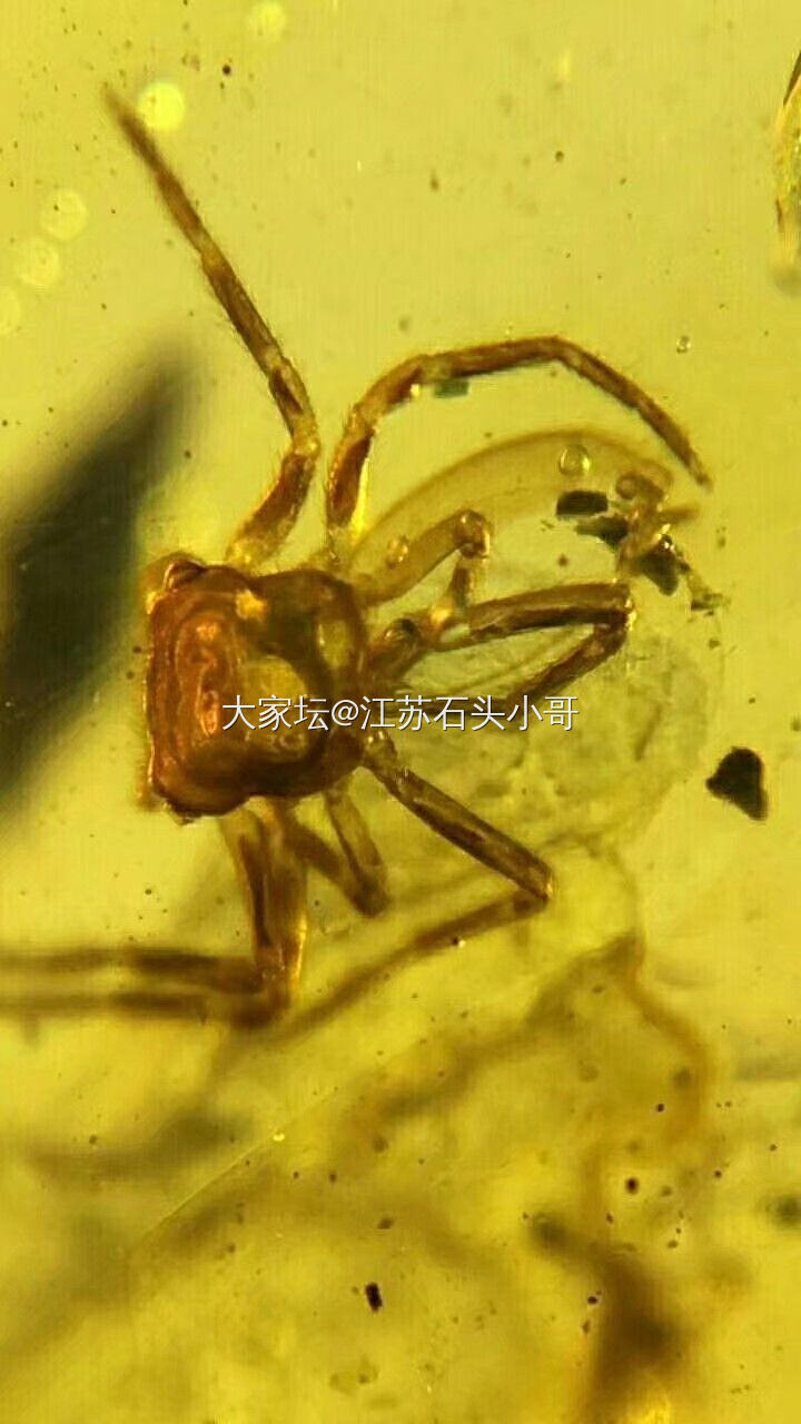 缅甸虫珀
缅甸琥珀形成于一亿年左右的白垩纪时期，是事实已发现的最古老的琥珀，包裹...
